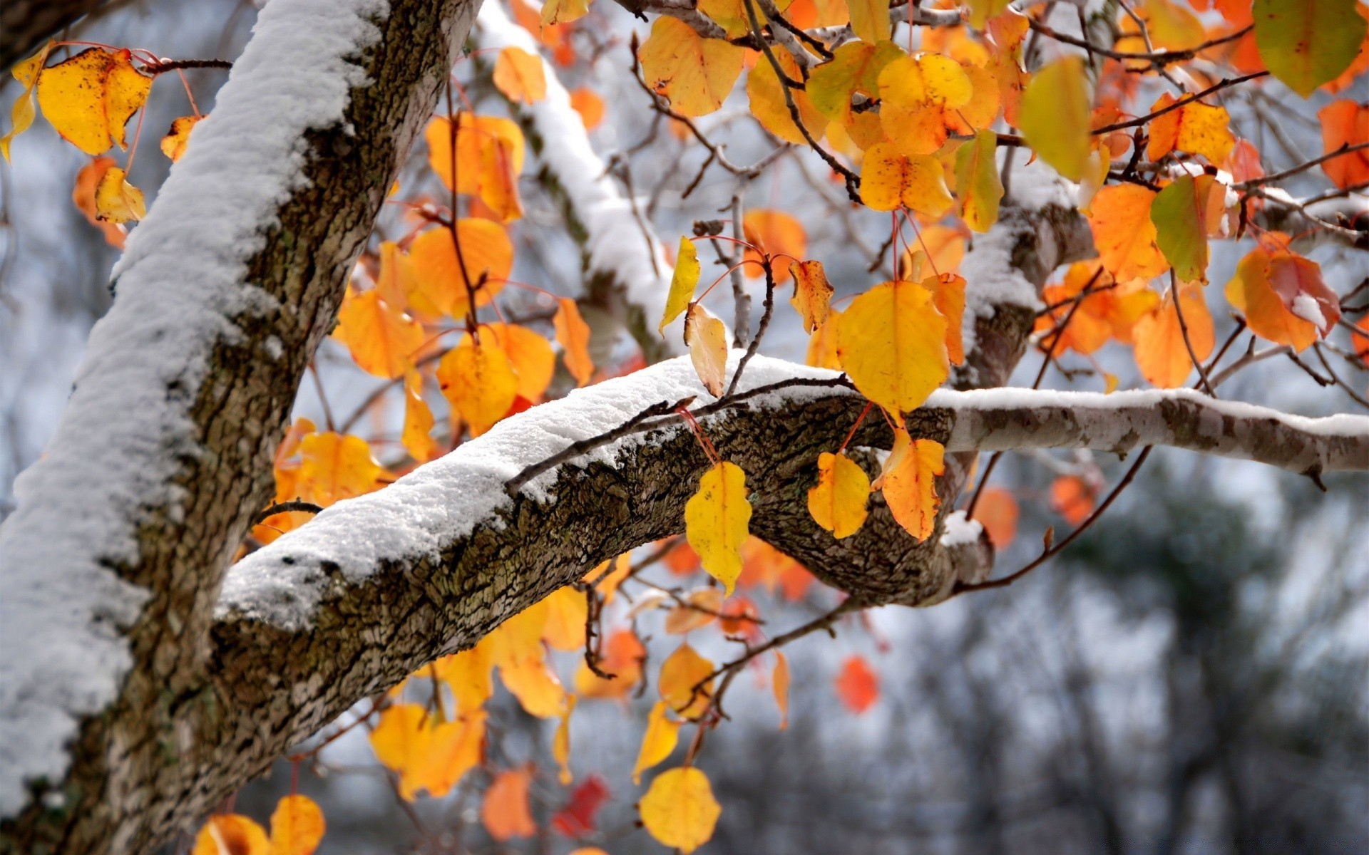 inverno árvore temporada outono folha ramo natureza ao ar livre madeira flora cor brilhante parque área de trabalho close-up maple ouro jardim paisagem