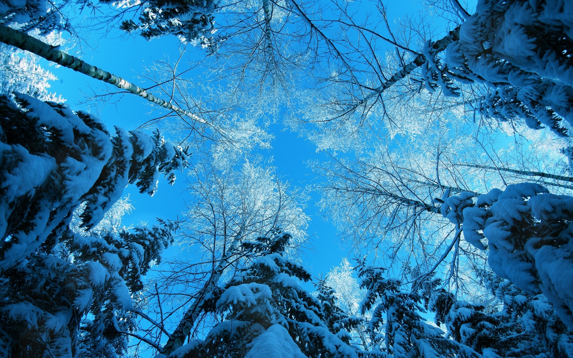 hiver neige bois gel froid bois congelé saison nature paysage glace branche météo glacial scénique ciel bureau clair