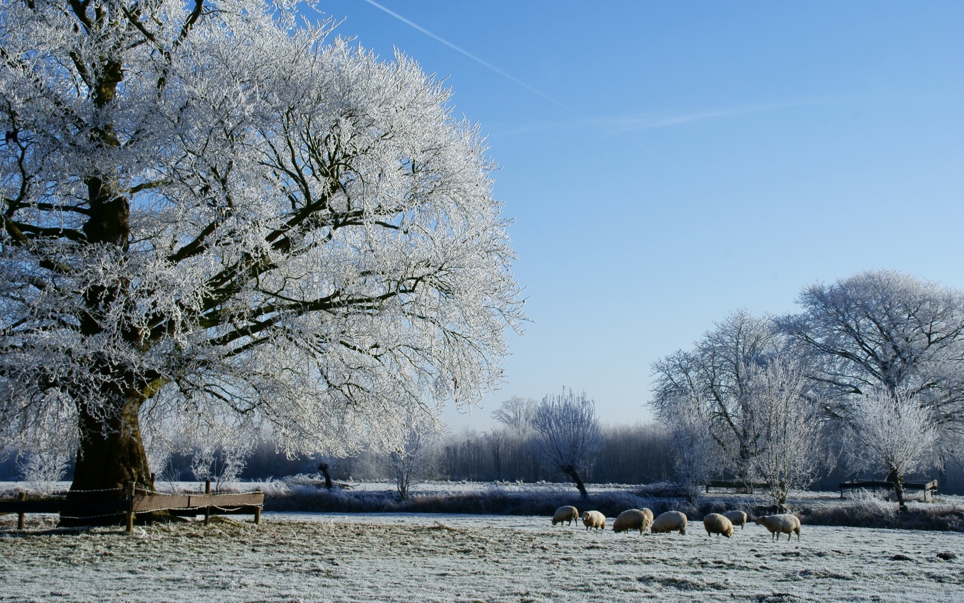 winter baum kälte schnee landschaft frost gefroren saison park filiale wetter eis natur holz landschaftlich im freien frostig schnee-weiß wasser