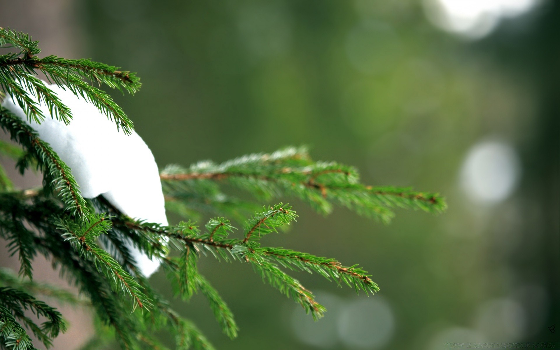 hiver nature arbre feuille à l extérieur noël branche flou bois lumineux pluie conifères evergreen gros plan