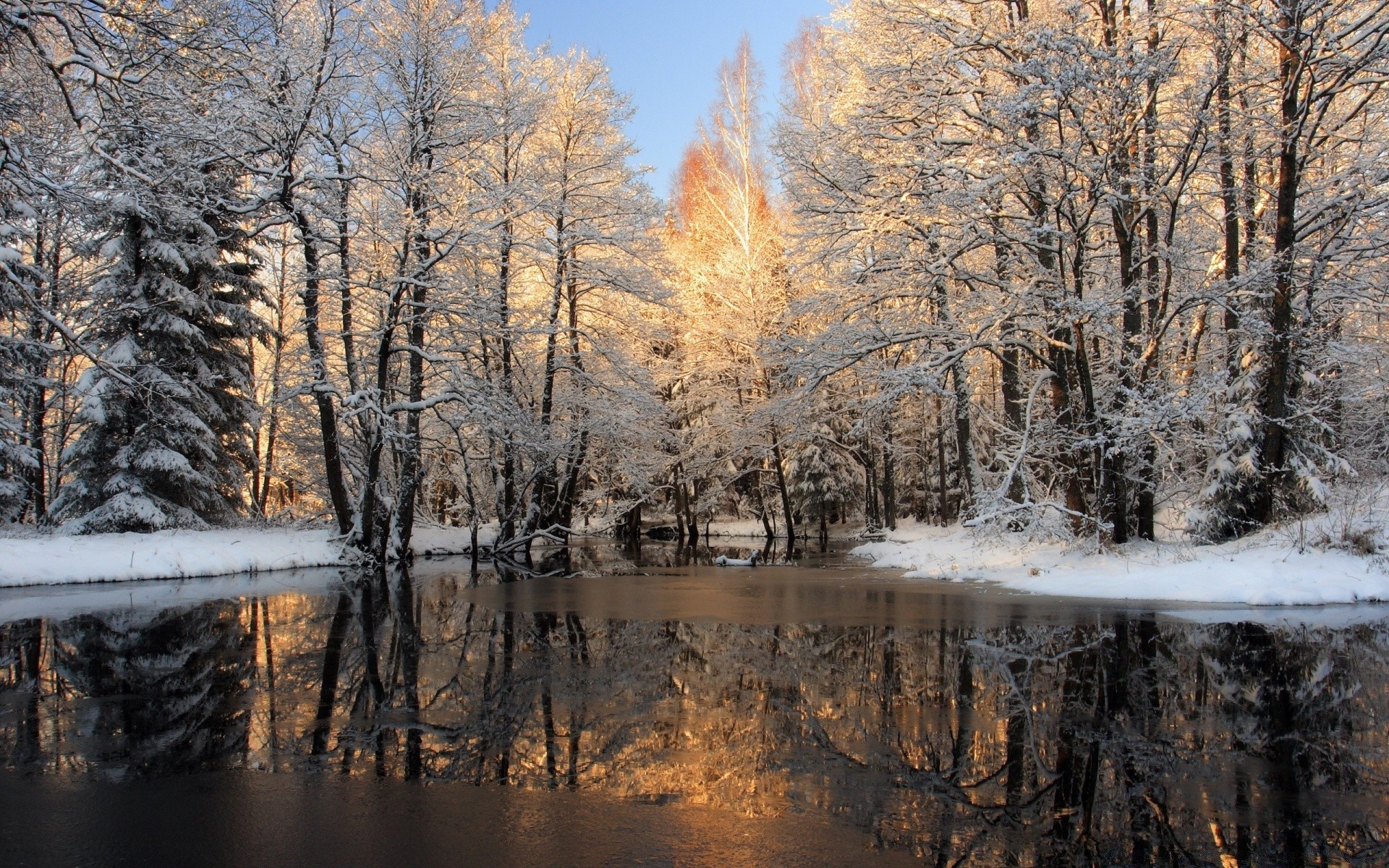 hiver bois neige arbre paysage nature automne froid gel saison scénique à l extérieur météo glace beau temps congelé branche parc aube