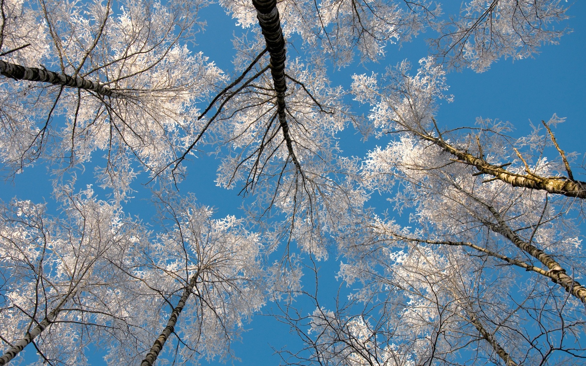 winter tree branch snow season wood landscape cold scenic frost weather park nature fair weather clear scene sky frozen