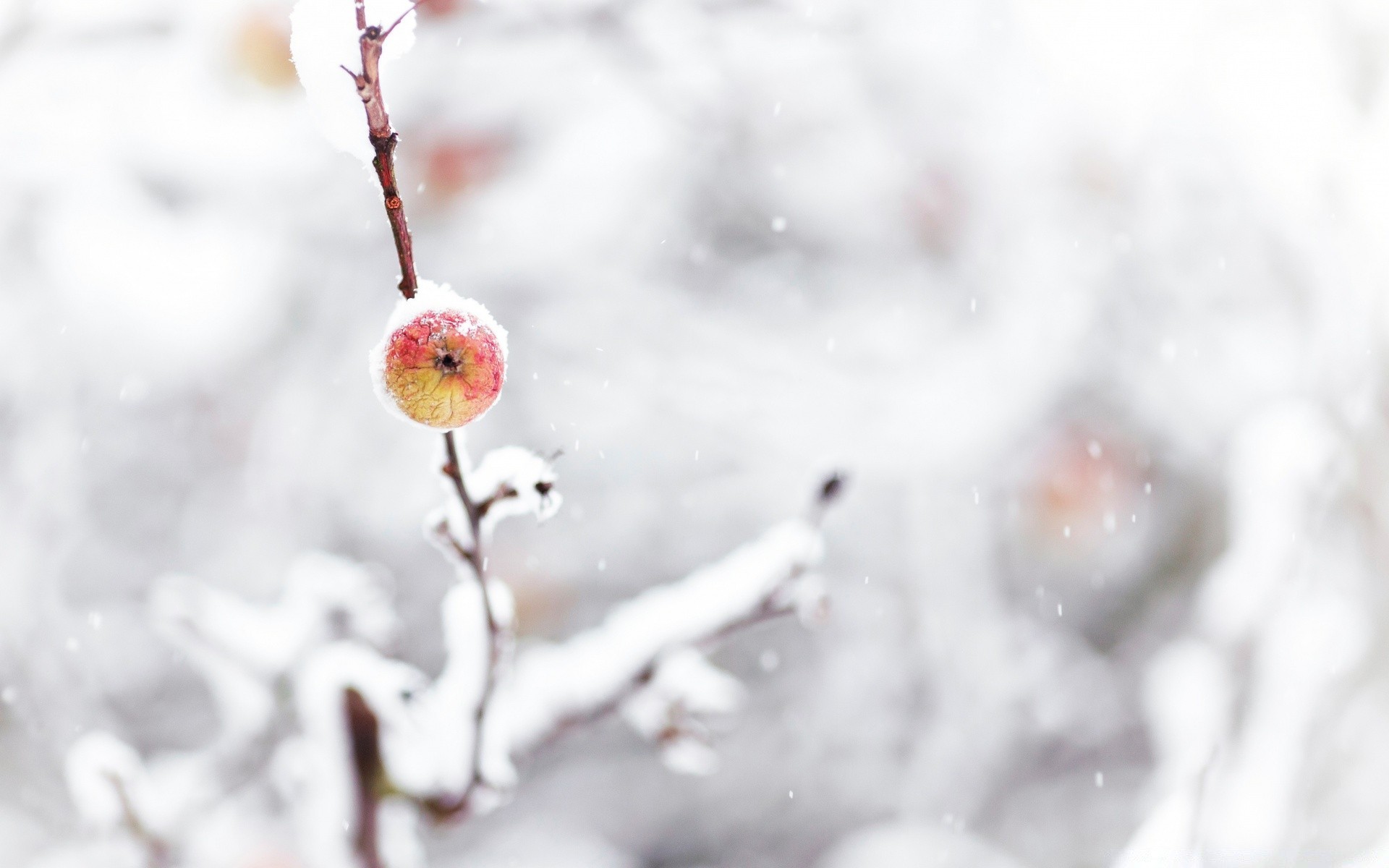 inverno natureza borrão neve ao ar livre gelo árvore geada brilhante ramo frio folha