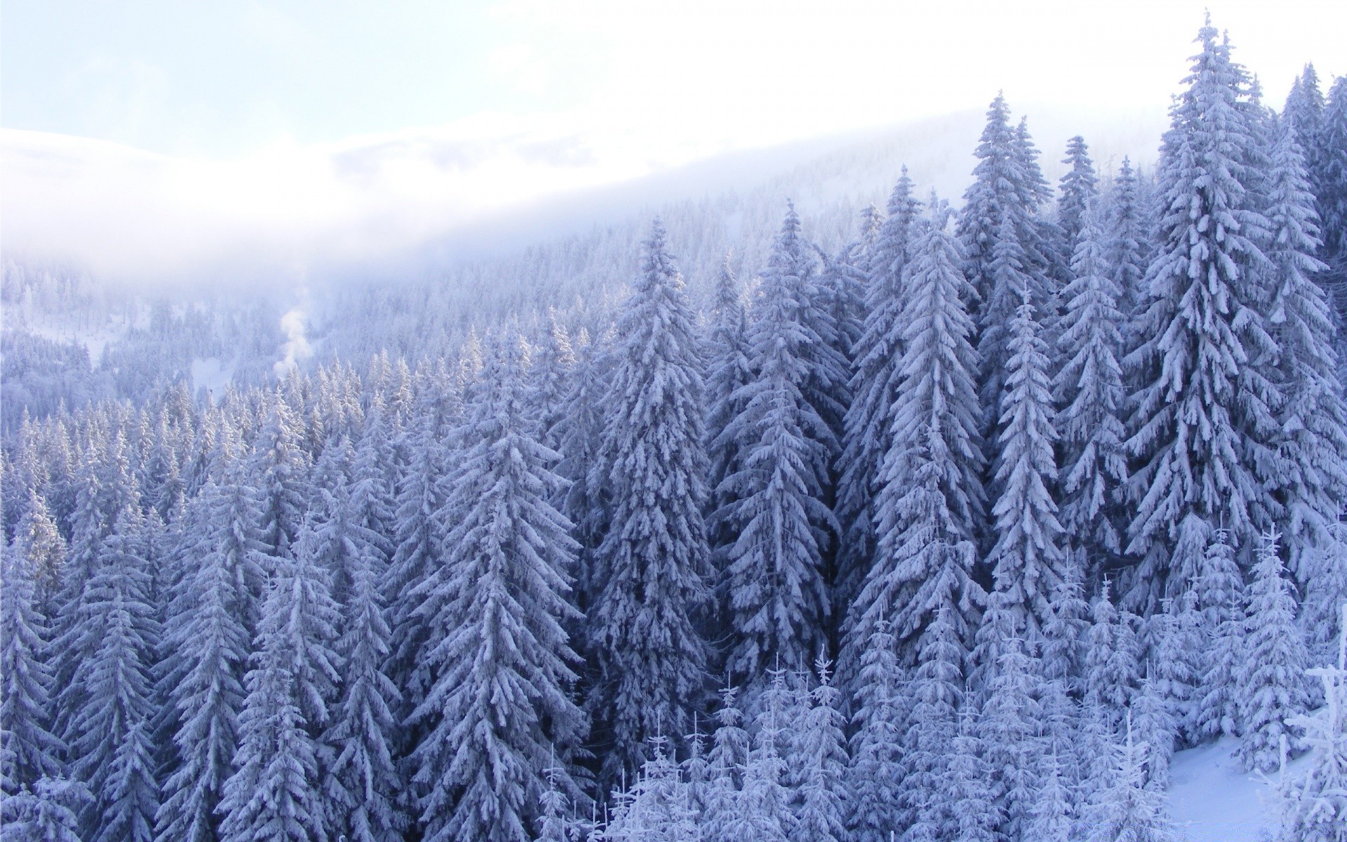 hiver neige gel froid saison bois congelés nature bureau