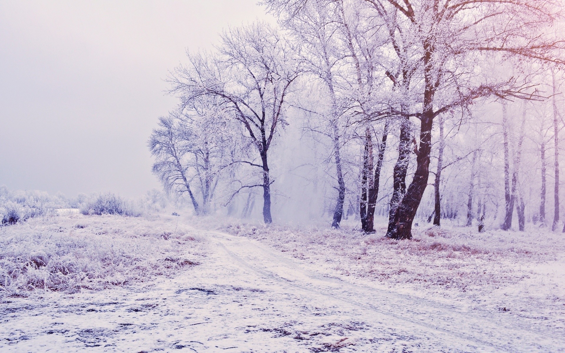 hiver neige gel froid paysage saison bois bois météo congelé nature glace branche brouillard scénique scène neige-blanc givré parc paysage