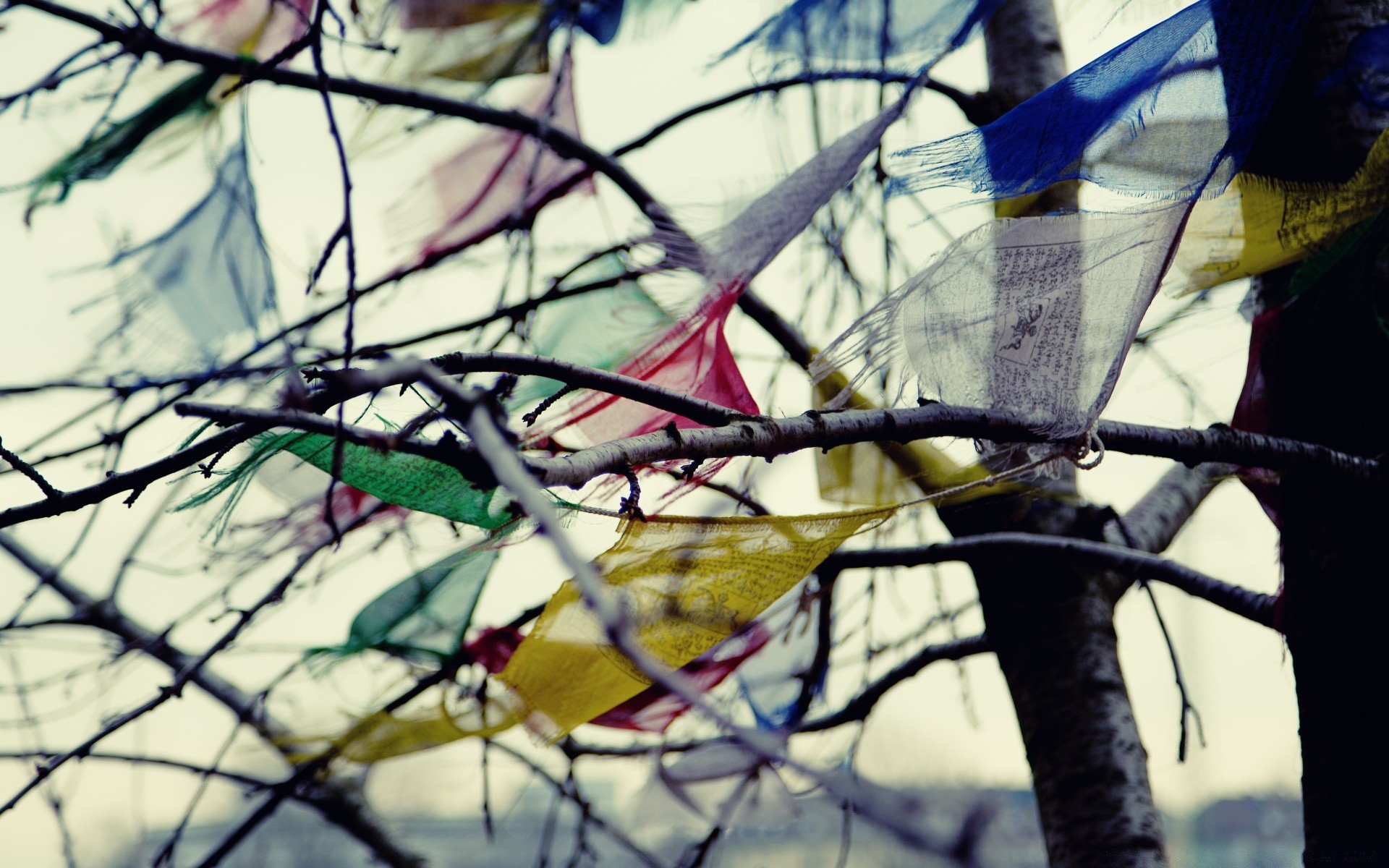 winter wire fence tree outdoors nature sky