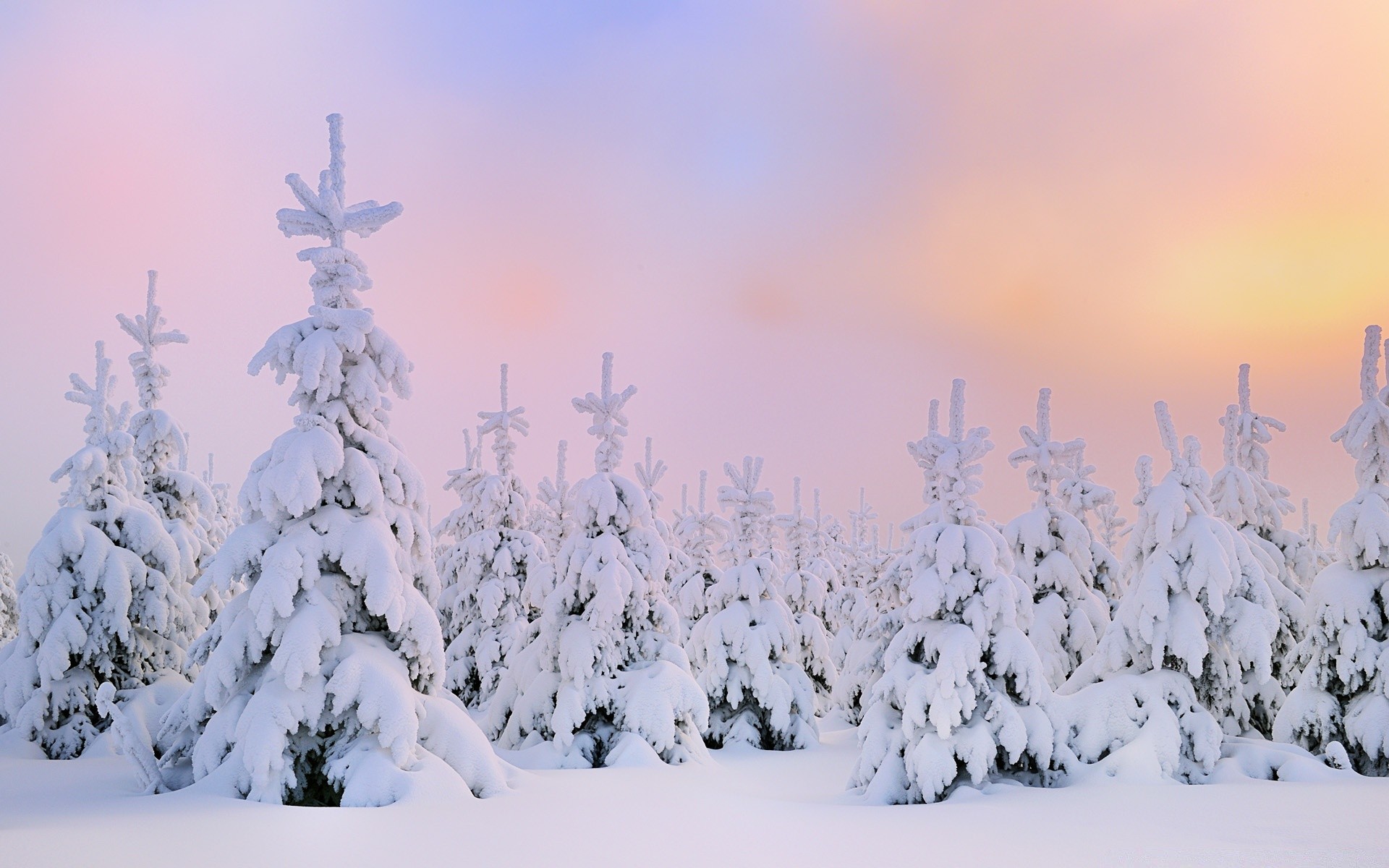 hiver neige gel froid congelé météo bois glace givré saison arbre laponie noël paysage evergreen