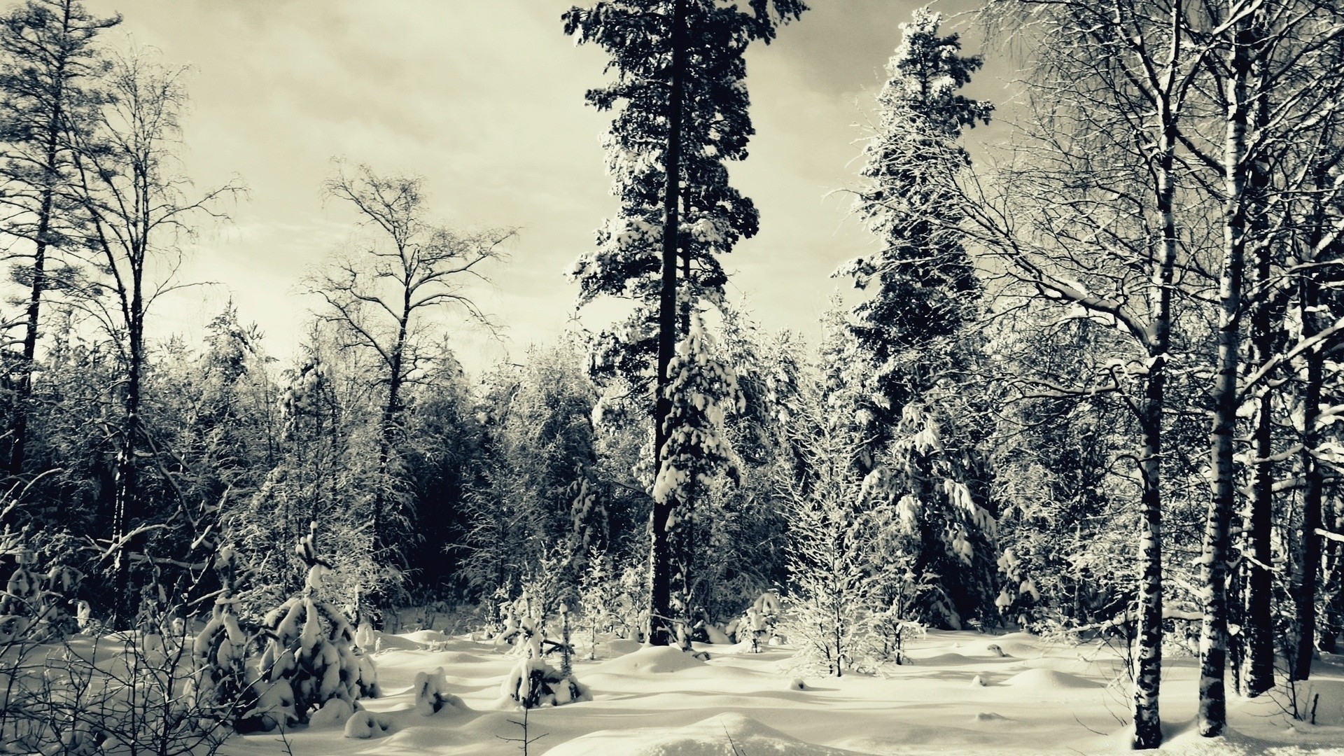 inverno legno albero neve paesaggio pino freddo gelo scenic natura stagione