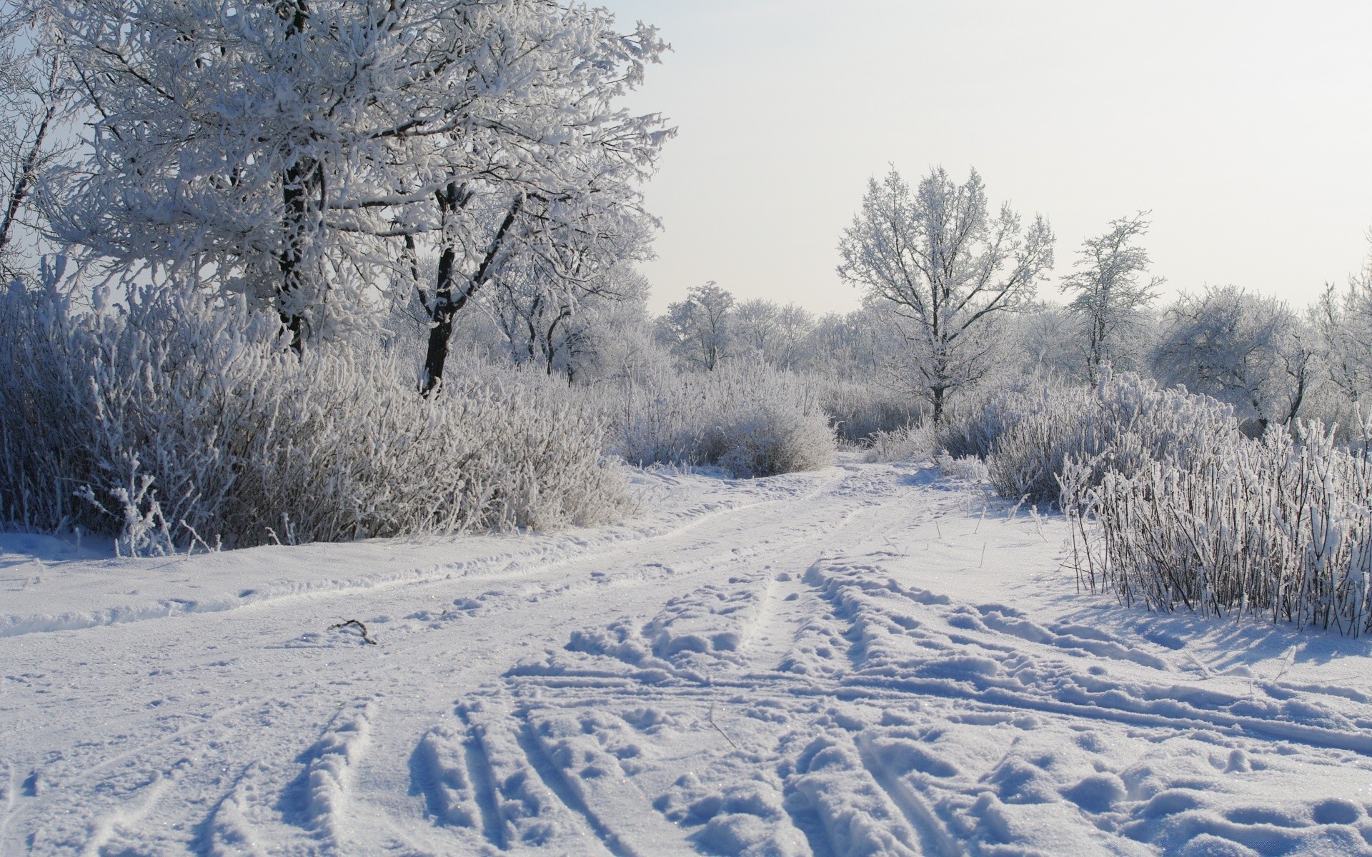 hiver neige gel froid congelé saison arbre paysage bois météo glace neige-blanc scénique givré tempête de neige branche scène neigeux nature