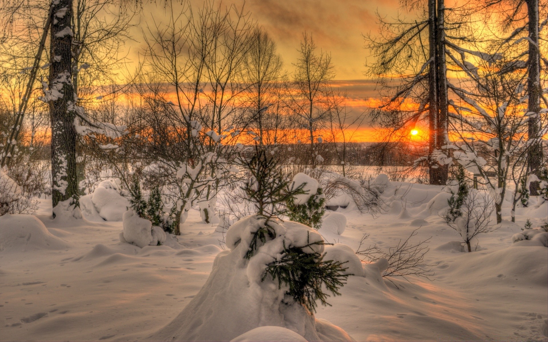 winter schnee baum landschaft kälte holz dämmerung frost landschaftlich wetter gefroren gutes wetter eis jahreszeit natur im freien filiale abend