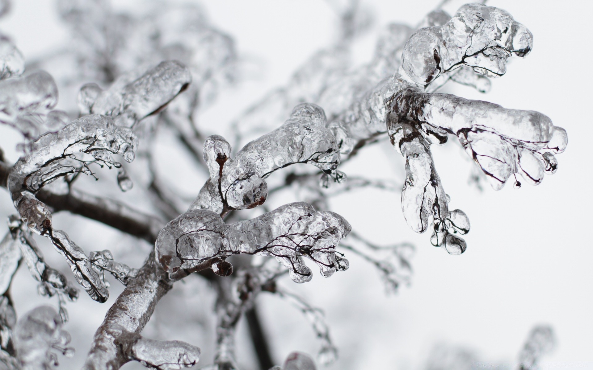 winter frost kälte natur gefroren schließen eis schnee desktop