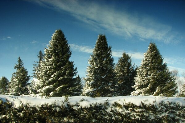 Árboles de Navidad en la nieve