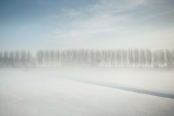 In lontananza, foresta invernale nella nebbia