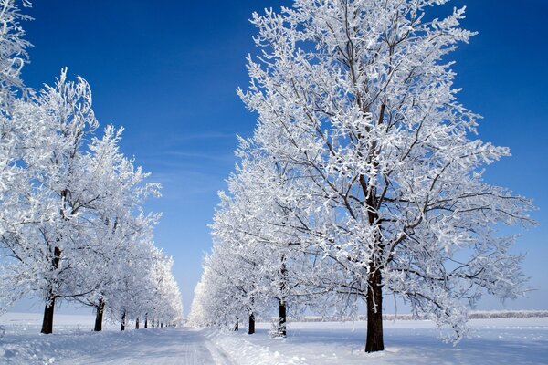 A white tree stands in the snow