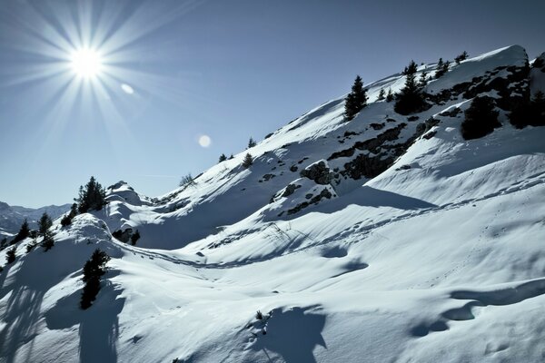 Morning sun in the winter forest