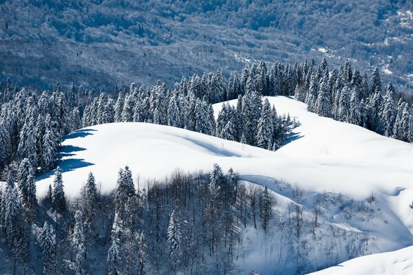 Schöner Blick auf den schneebedeckten Rand unter den Fichten in den Bergen