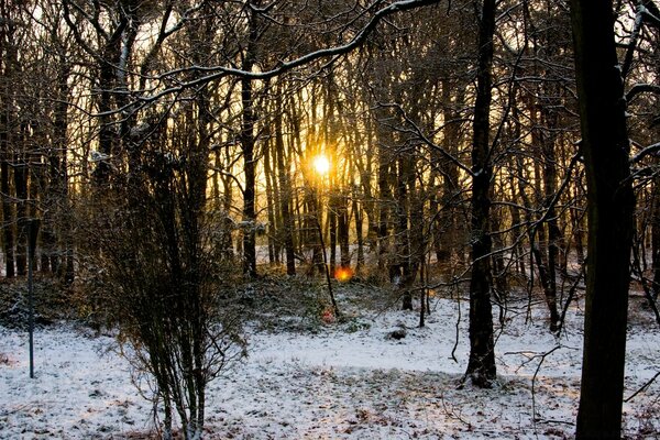 Puits de lumière solaire traversant la forêt