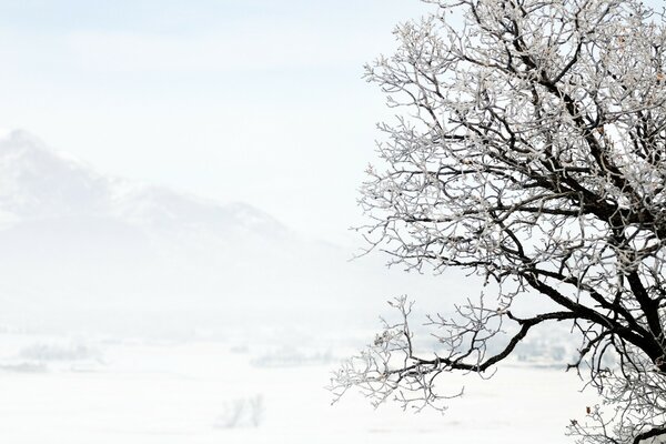 Baum im Vordergrund mit Winterhintergrund und Bergen