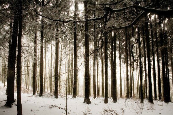 Abendlicher, verschneiter, trostloser Wald