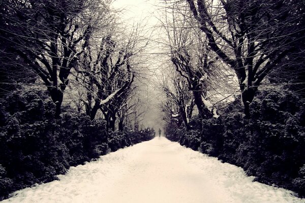 Camino forestal cubierto de nieve a ninguna parte