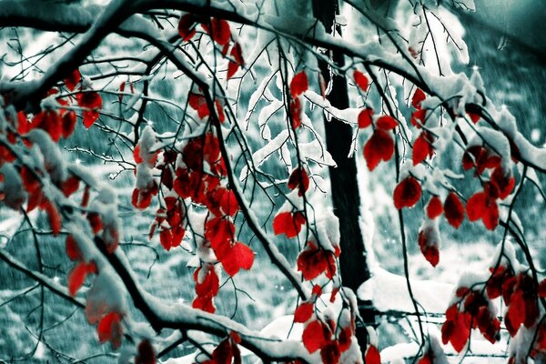 Inverno nella stagione gelida dell albero