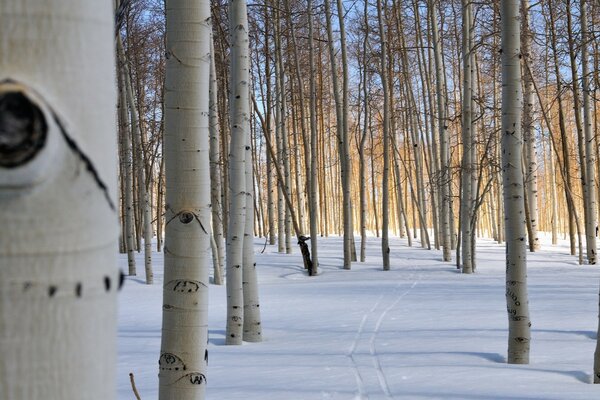 Bäume im verschneiten Winterwald