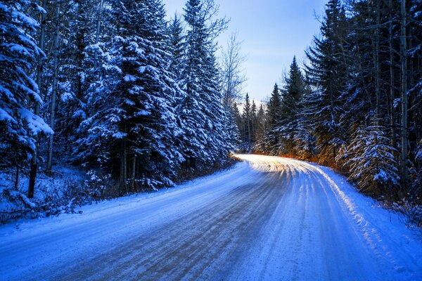 Route dans la forêt froide d hiver parmi les arbres de Noël