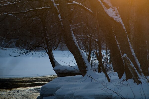 Vista dei tronchi d albero vicino al torrente in inverno