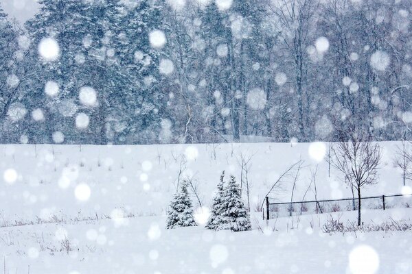 View of trees in heavy snowfall