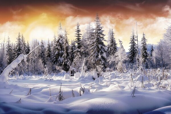 Snowy forest in frosty winter