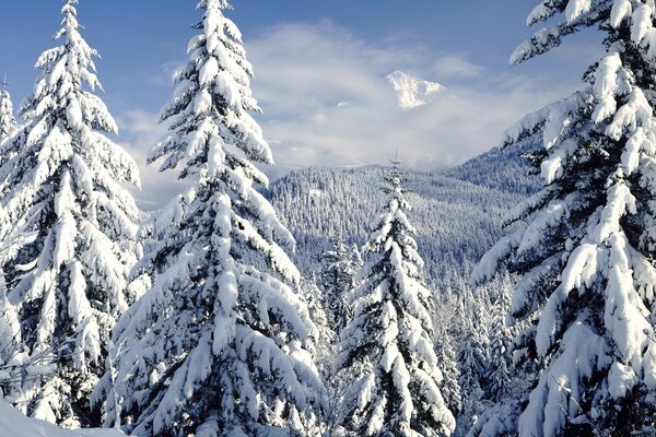 Coniferous forest stands in the snow