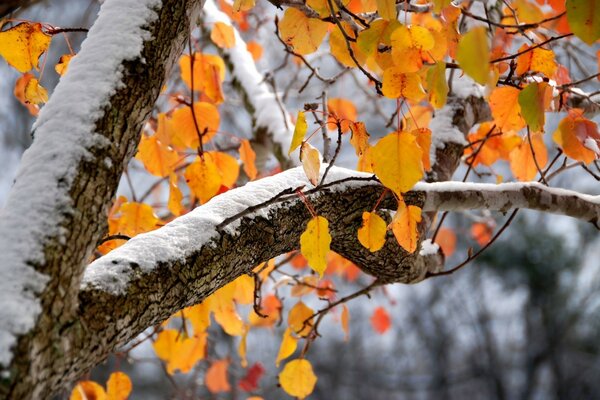 Yellow leaves on winter trees