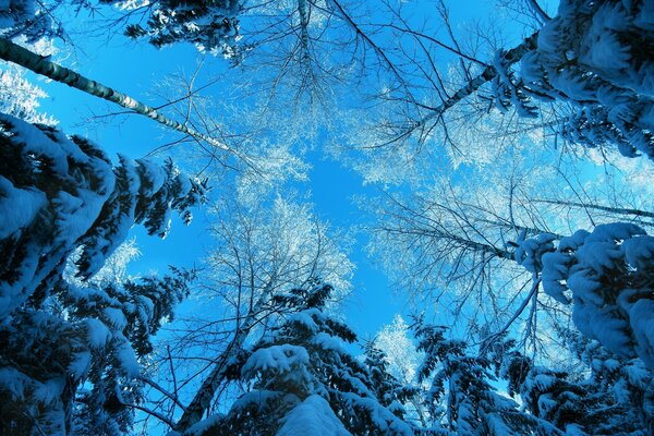 Céu de Inverno e árvores de Natal na neve