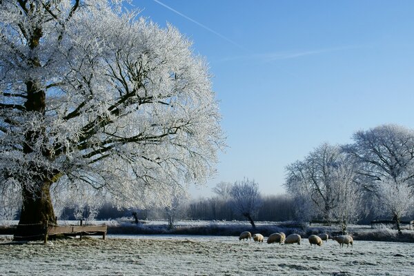 Kalte Winterlandschaft der Natur