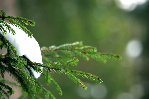 Schnee liegt am Rand der Tannenpfote