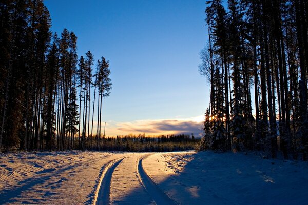 Snowy road between pine trees