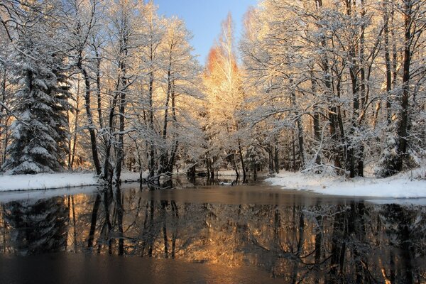 White trees near a freezing lake