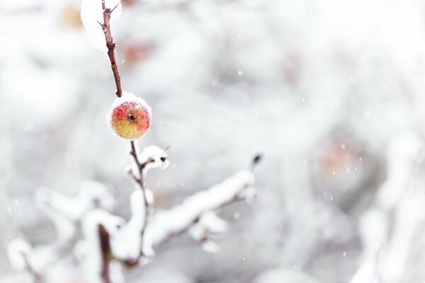 Gefrorener Apfel in einer Winterlandschaft