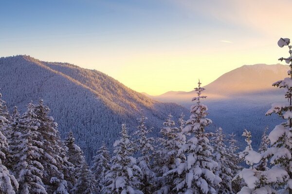 Paisaje de colinas de bosques nevados