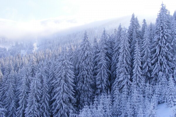 Fichten in den Bergen sind mit Frost bedeckt und stehen im Dunst