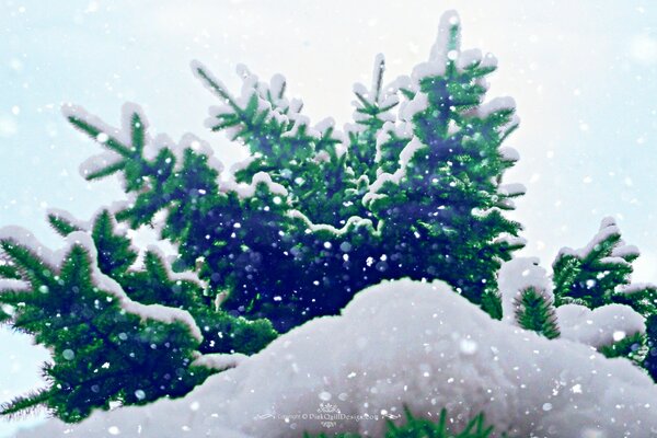 Śnieg choinka w śniegu tapety