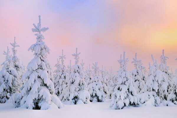 In the forest in winter, all the Christmas trees are covered in snow