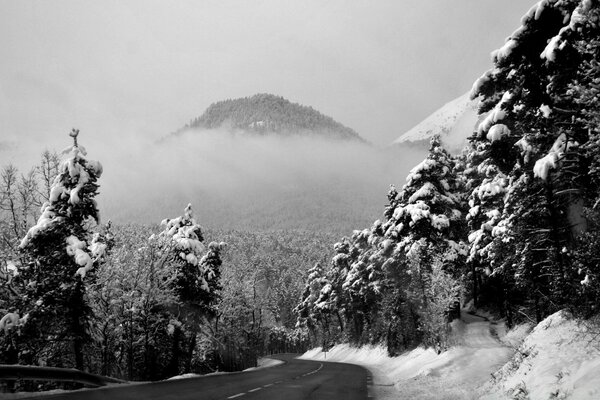 Snow-covered forest on the background of a hill in the fog