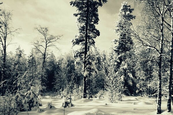 Molti alberi nella foresta invernale