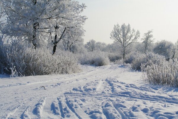 Winter frosty day in nature