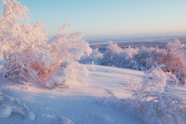 Winterlandschaft von schneebedeckten Bäumen