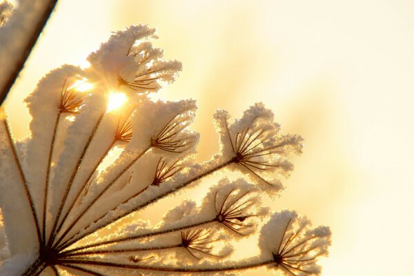 Weicher frischer Schnee auf einer schlafenden Blume