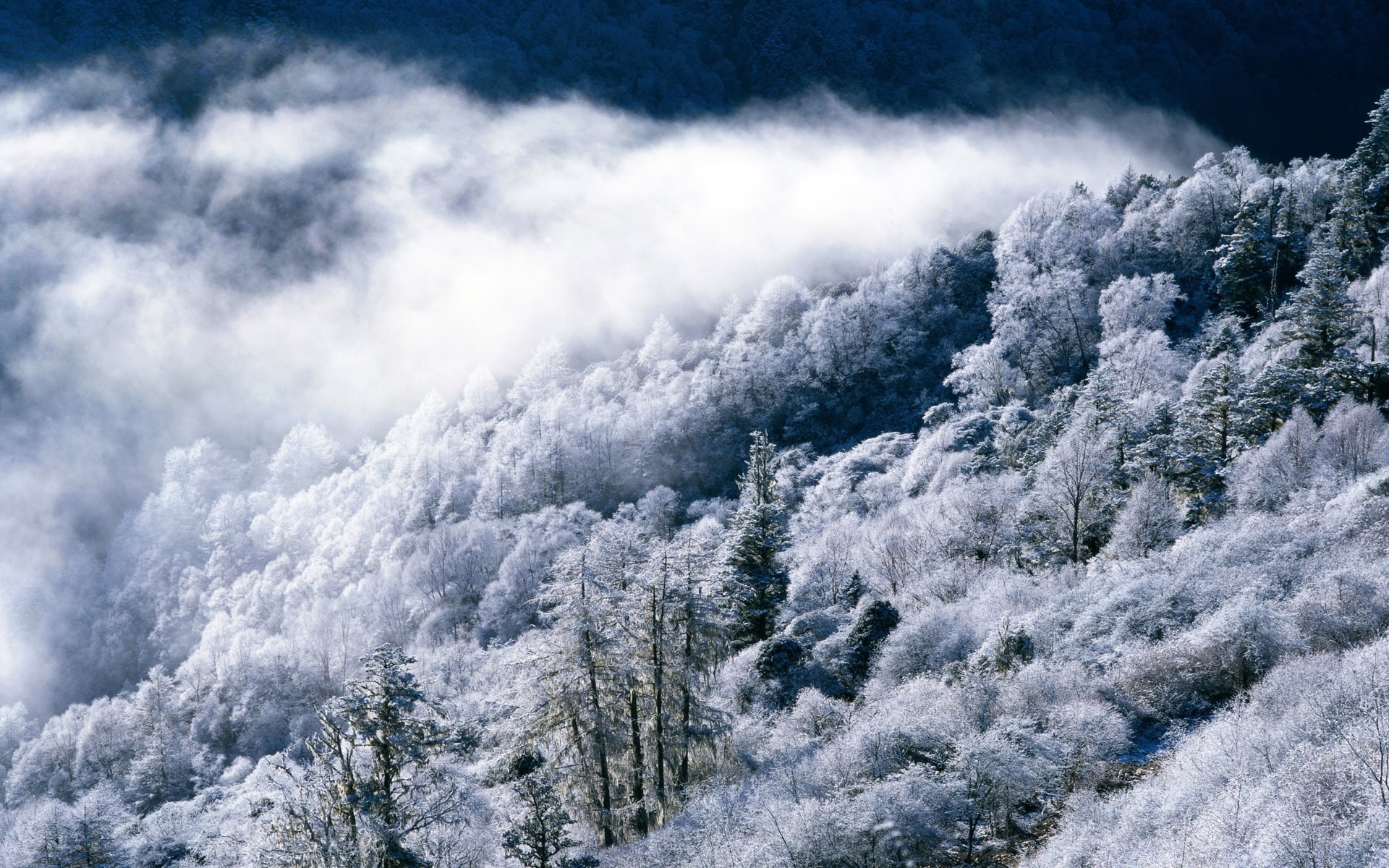 hiver neige froid météo paysage gel scénique congelé glace saison bois bois nature beau temps montagnes scène extérieur lumière du jour