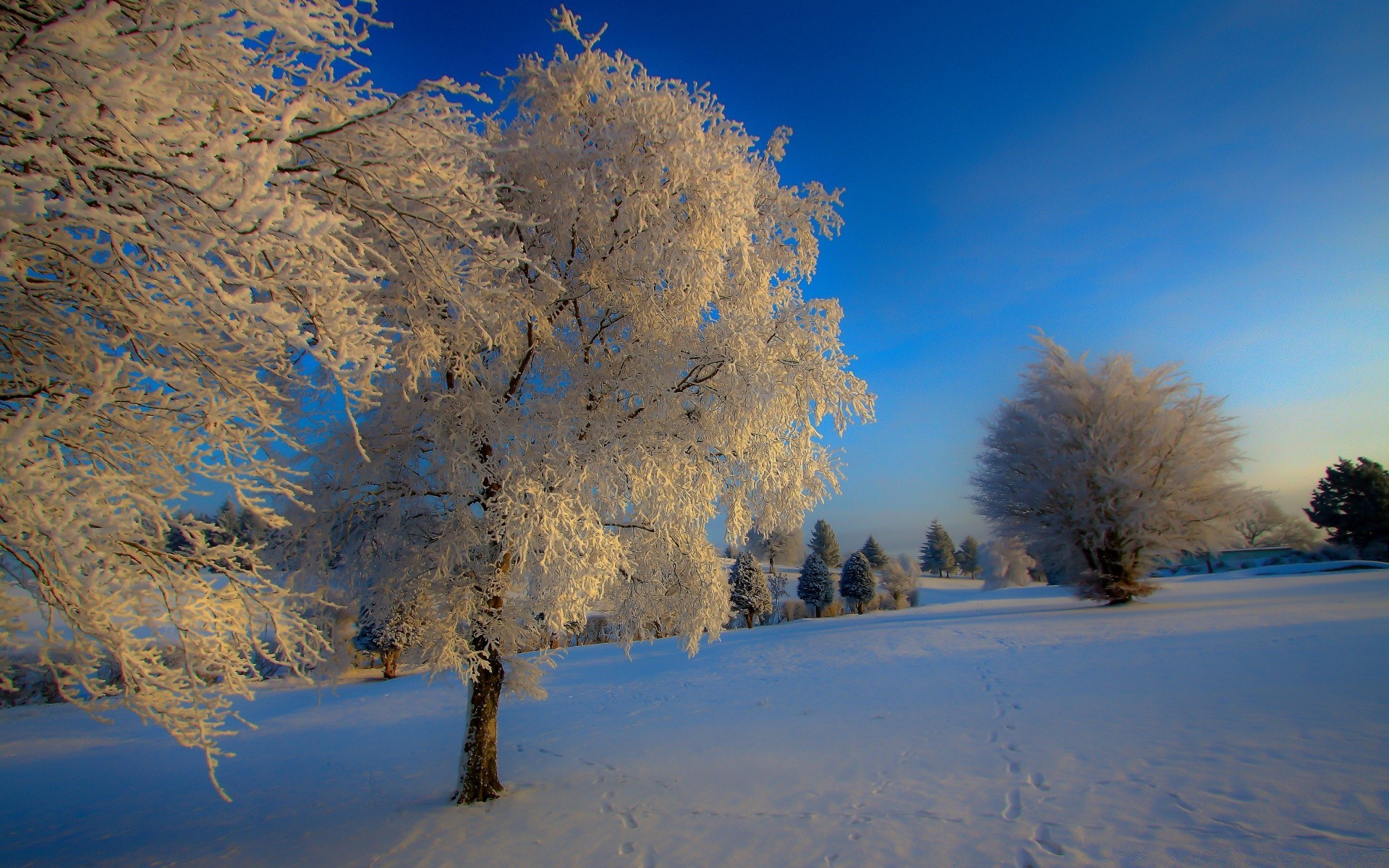 hiver neige gel froid paysage arbre glace bois congelé aube pittoresque beau temps météo nature givré à l extérieur l eau