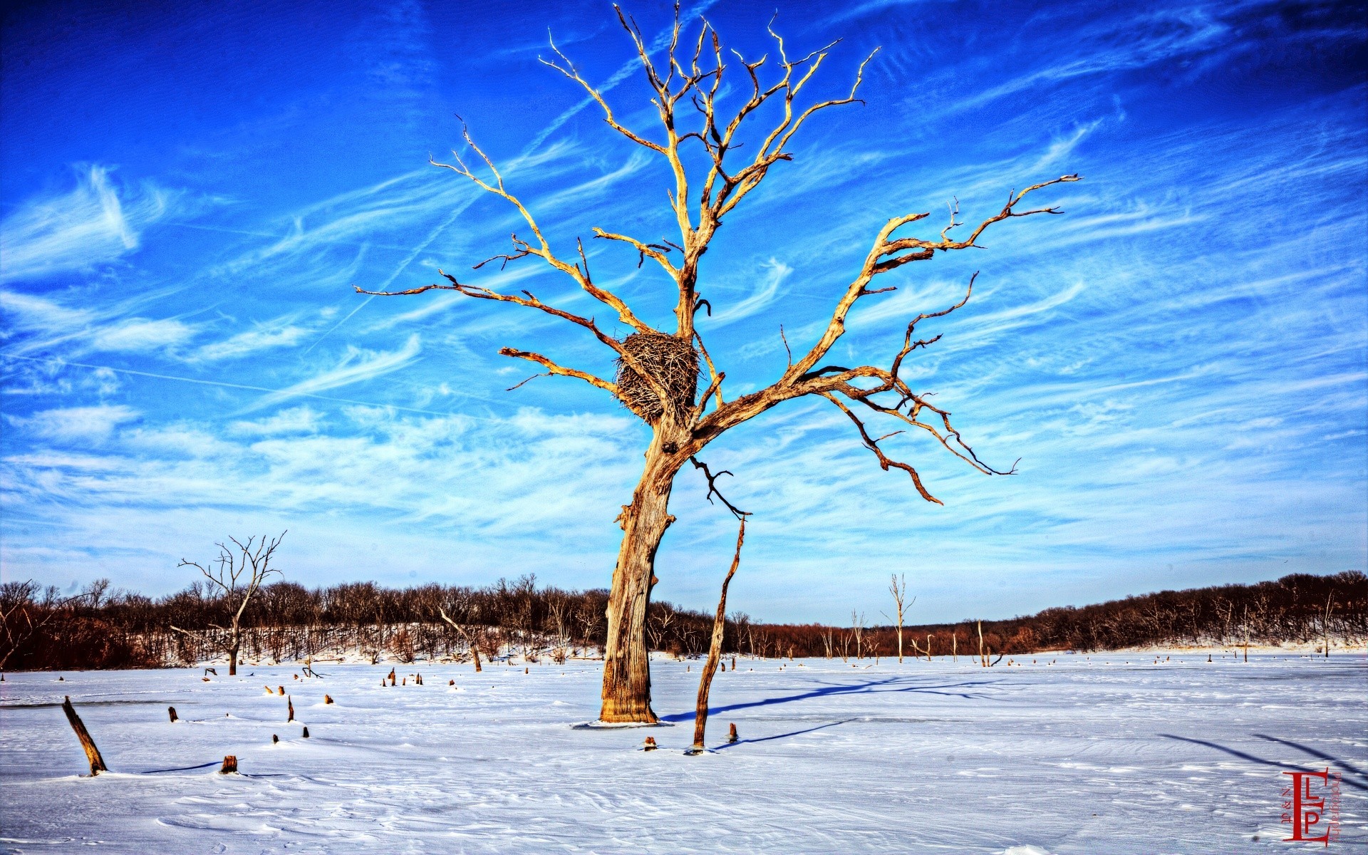 winter snow tree landscape cold frost nature weather season outdoors wood frozen scenic sky branch ice fair weather